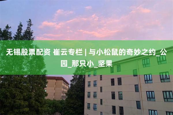 无锡股票配资 崔云专栏 | 与小松鼠的奇妙之约_公园_那只小_坚果