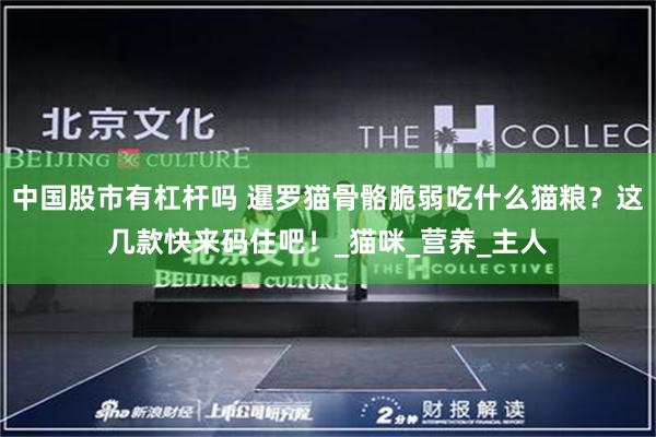 中国股市有杠杆吗 暹罗猫骨骼脆弱吃什么猫粮？这几款快来码住吧！_猫咪_营养_主人